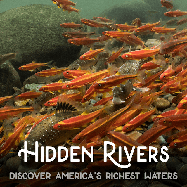Tri Beta Presents: Hidden Rivers (Film Showing)